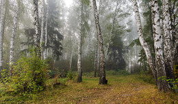 Туман / Туманный лес в сентябре...