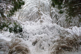 Под покрывалом января / В лесу после снегопада