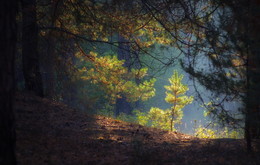 Немного света / утро в лесу