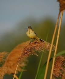 Удачная охота / лето, птицы