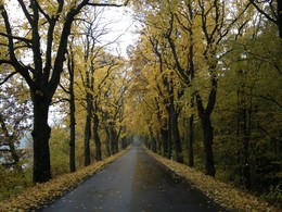 Осень золотая. / Снято по дороге в Логвино.