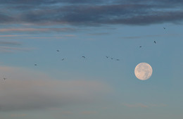 Утренняя луна / после лунного затмения в сентябре 2015 года