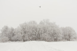 одинокая душа / не фотомонтаж, всё так и было, снег, кусты, кладбище, птица.