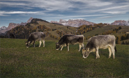 Альпийские луга южного тироля / Паслись коровки на лугу...