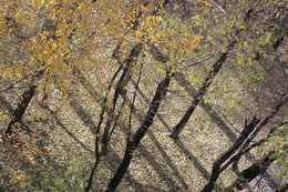 Осенняя графика / Вид с балкона