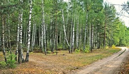 дыхание осени / за городом, осень, березовая роща