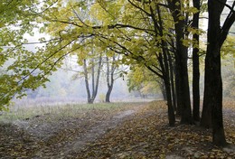 Злато-серебро / Утро в осеннем парке