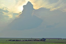 вечерняя дойка / после дождя, вечер, доение вечером