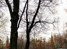 Осенний марафон / Ноябрь 7-е число.