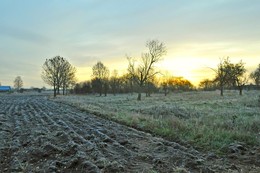 заброшенный сад / осень, утро, ноябрь, неласковое солнце