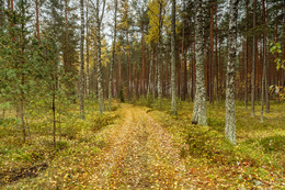 осенний лес / Лес осенью, когда листья становятся желтыми и падают