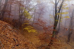 аз БУКИ в тумане .... / Крым, горы, лес, туман