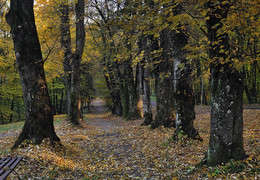 Осень в парке. / Аллея парка осенью