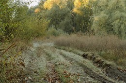 Утро в октябре / Рассвет на Кубани. Первые лучи солнышка дотронулись до верхушек деревьев.