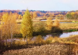 Уча в осеннем наряде. / Река Уча в Московской области.