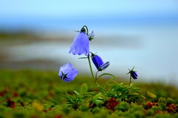 Северные колокольчики / Никогда не могла пройти мимо этих прекрасных синих цветов) Мурманская область, полуостров Средний