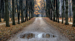Мокрый ноябрь... / Прогулки по парку Кусково...