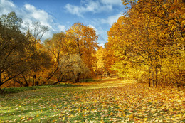 Осень в парке / Лес осенью когда листья желтеют