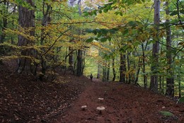 Грибная пора / Крым, осень