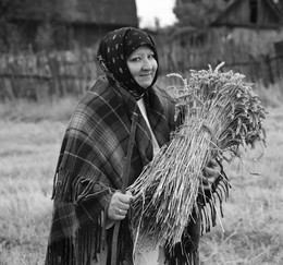 сноп / уборка жита