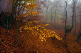 Осенние сказки ..... / Крым, горы, туман
