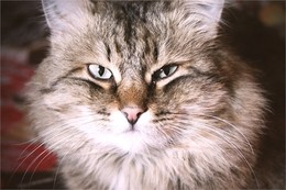 Василий наглый кот / Василий