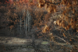 Ноябрь / Снято 5 ноября на реке Красивая Меча за 2 км до дер.Шилово. Затянувшаяся осень.