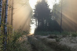 &nbsp; / утро лес туман солнце