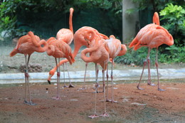 Вечерний моцион / Шанхайский зоопарк - сентябрь 2014