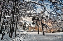 Под снегом. / Парк "Сокольники".