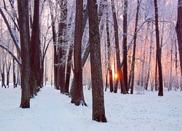 Аллея зимним вечером / Парк усадьбы Тургенева в Спасское-Лутовиново на заходе солнца в морозный вечер.