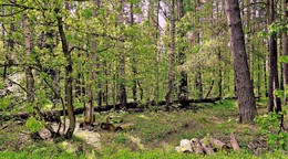 ранней весной / весна в лесу, заготовленные дрова