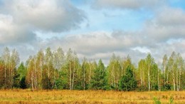 прелюдия осени / за селом, начало осени, в ряд березки стоят