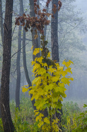 огонек в тумане / желтые листья на фоне туманного леса