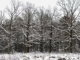 Предзимье / лес, зима, природа