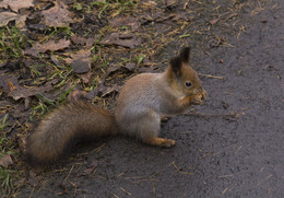 С грецким орешком / У этого снимка было ,примерно,8,5 баллов рейтинга,когда его перевели в категорию домашнего фото,а рейтинг обнулился. Удалить лишнее домашнее фото теперь не дадут из-за большого количества обсуждений.Считаю,что на сайте существует элемент провокации,что часто отмечают в своих комментариях авторы снимков