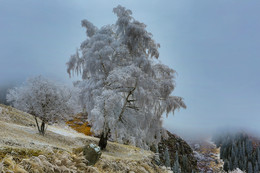 снежное дерево / зима в горах