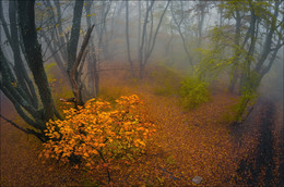 Осенние туманы Демерджи..... / Крым, горы, лес, туман