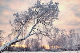 Белая берёза... / Ах, зима! Краса девица!
Белизна святой страны,
Искры Солнца под морозом,
В чуде вечерней зари!