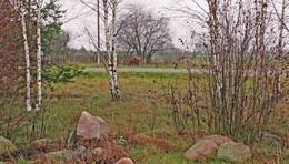 за деревней / осень, около леса деревня, пасмурно