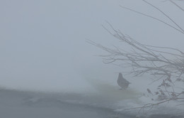 Нелётная погода / Стоял такой плотный туман, что птицы не улетали, а просто отбегали, выдерживая более-менее безопасное расстояние