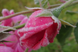 Нежность и лёд / Первые заморозки застали врасплох цветущие розы