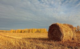 Перекати-поле / ***