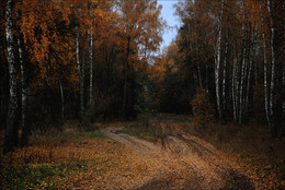 Осенние березы / Осень , лесная, дорога, листопад.