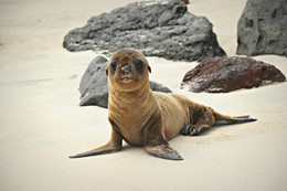 &nbsp; / Galapagos Sea Lion