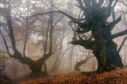 .. Русалка на ветвях сидит .. / Крым, горы, лес, туман
