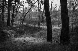 В осеннем лесу / Съёмка на пленэре