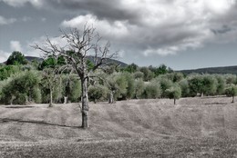Der einsame Baum / Seggiano(Toskana) Juni 2015