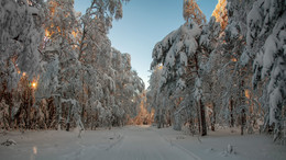 Зимняя дорога / Лес после снегопада