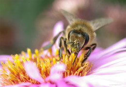 Рабочая лошадка сентября / Бесконечные пчёлы собирают нектар,
А бесконечные фотографы
Щёлкают затворами над ними.